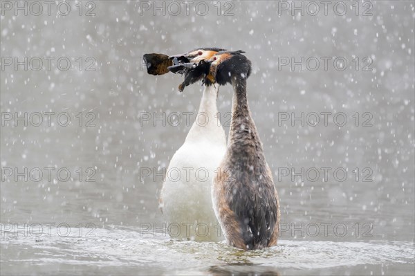 Courting great crested grebe