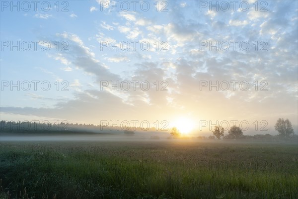 Sunrise in morning fog in the Barnbruchswiesen and Ilkerbruch nature reserve