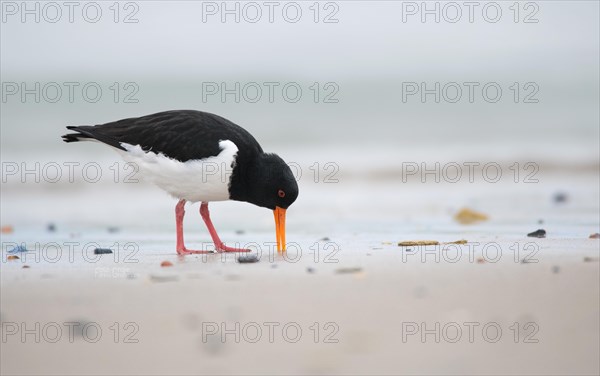 Eurasian oystercatcher