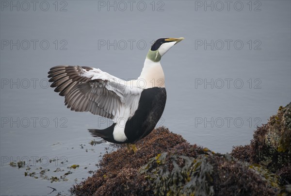 Common eider