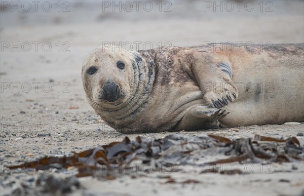 Grey seal