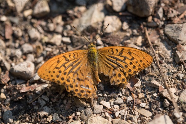 Silver-washed fritillary