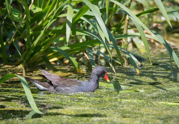 Common moorhen