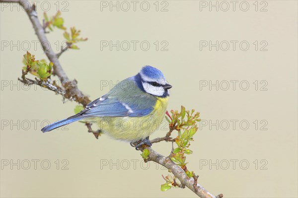 Blue tit