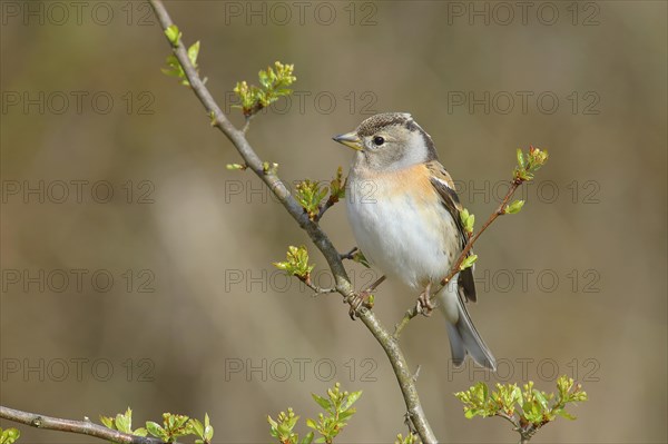 Brambling