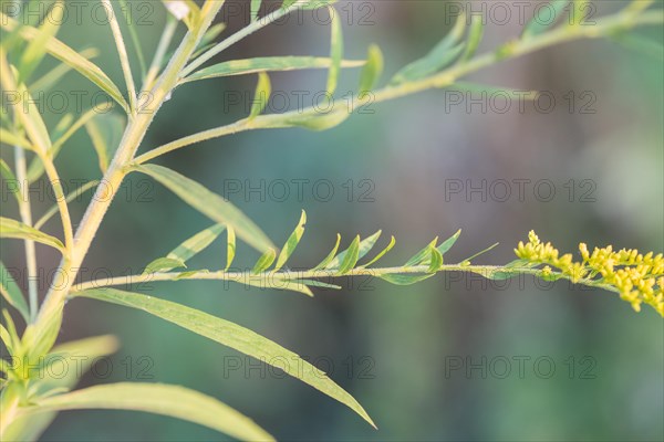 Canada goldenrod