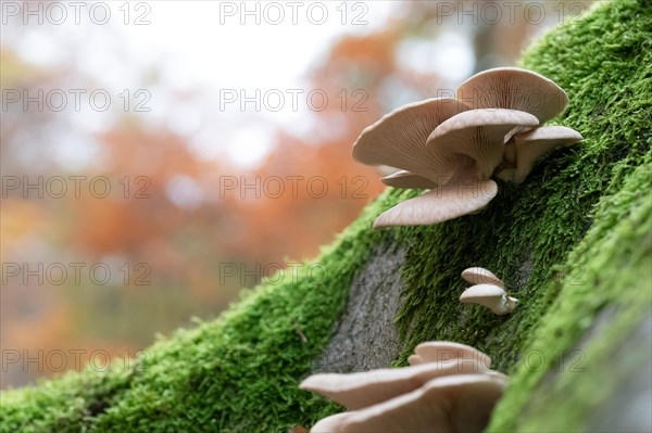 Branched oyster fungus