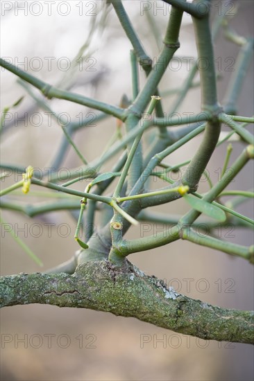 European mistletoe