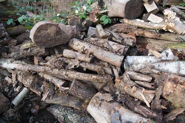 Deadwood piles as natural insect nesting aid