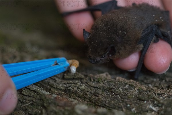 Common pipistrelle