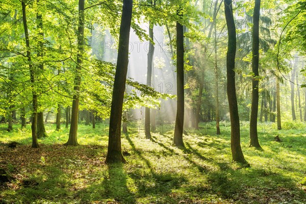 Light-flooded near-natural mixed forest on the Finne mountain range