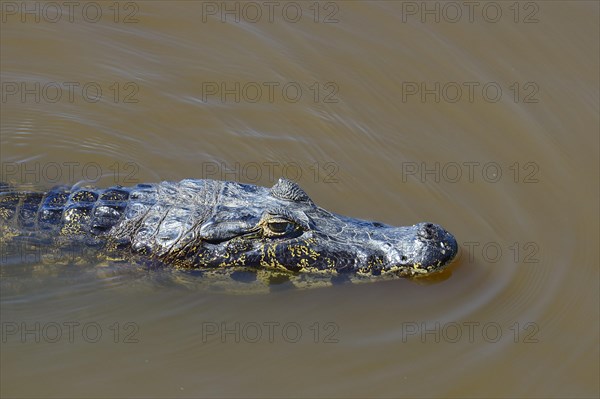 Yacare caiman