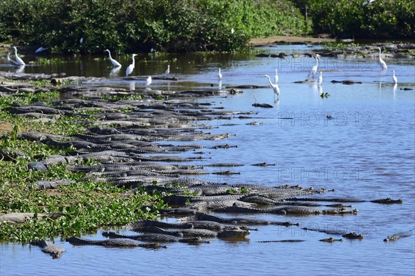 Many yacare caimans