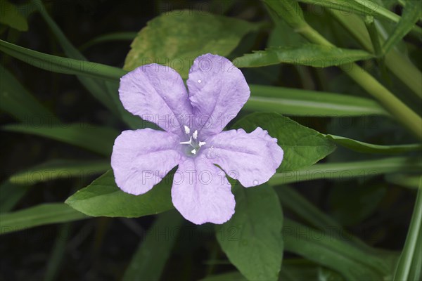 Brittons wild petunia