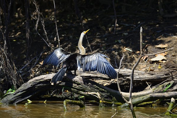 Anhinga