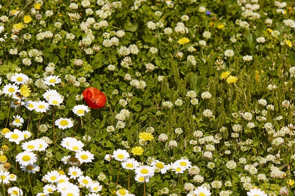 Spring in Crete