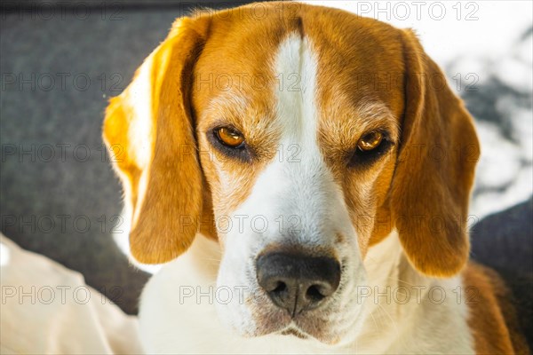 Tricolor beagle Adult dog on sofa in bright room- cute pet photography