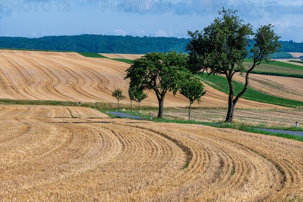 Country road with trees at the roadside along wheat fields after harvest in summer