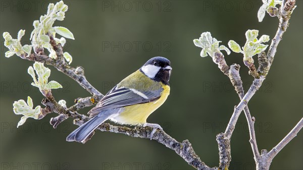 Great tit