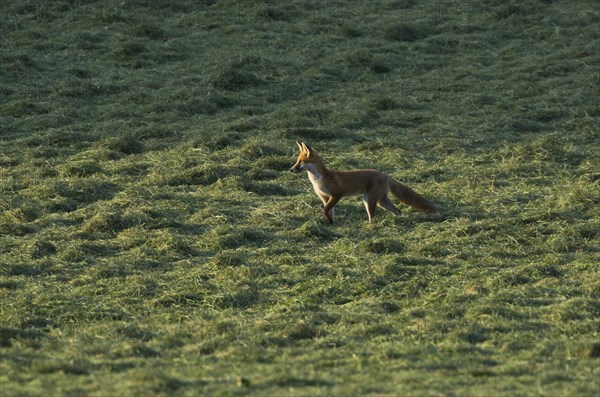 Red fox