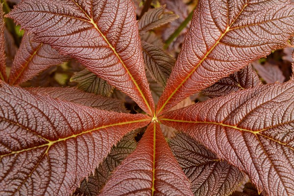 Rodgersia podophylla