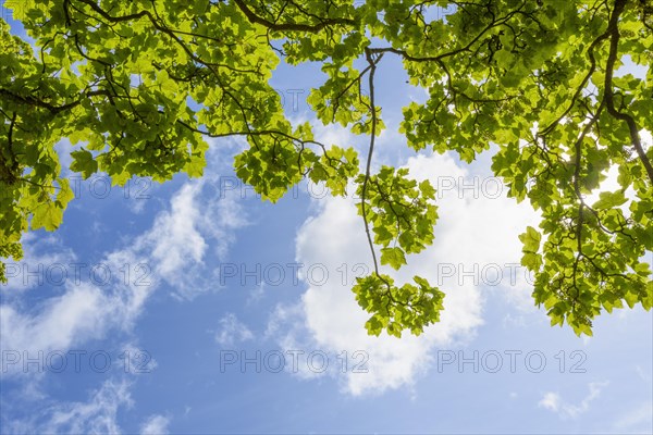 Fresh green maple tree leaves on branch in spring