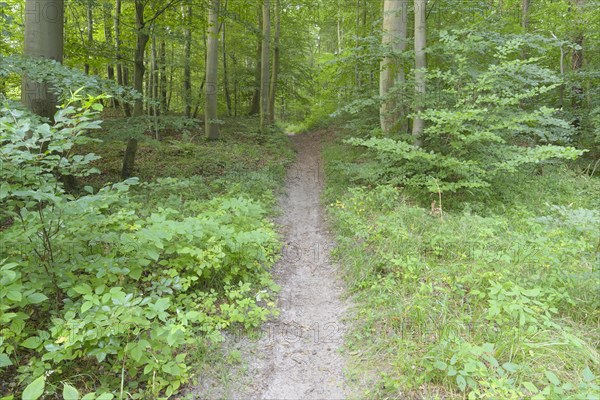 Forest path