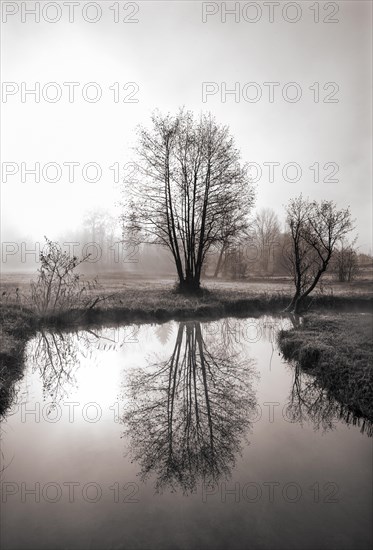 Morning mist with group of trees at the Zellerache