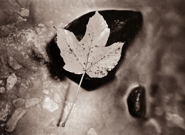 Autumnally coloured maple leaf on a stone in a mountain stream