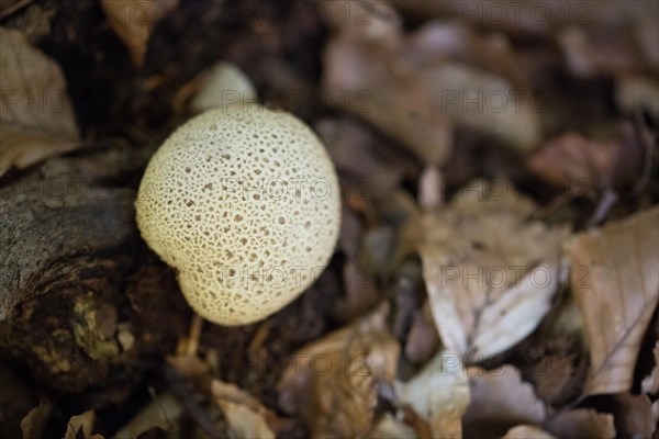 Earthball