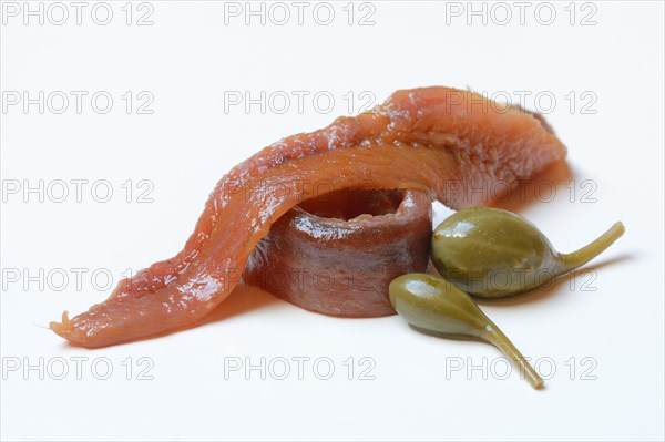 European anchovy