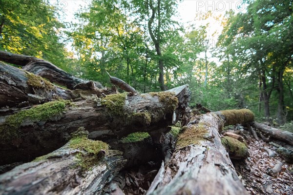 Lying deadwood in the National Park