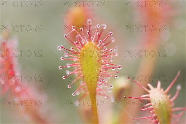 Oblong-leaved sundews