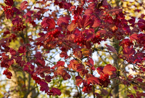 Guelder rose