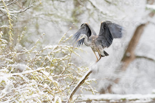 Grey heron