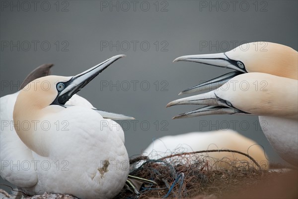 Northern gannet