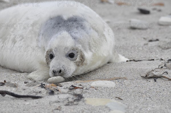 Grey seal