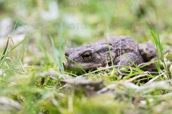 Common toad