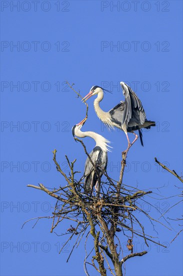 Grey heron