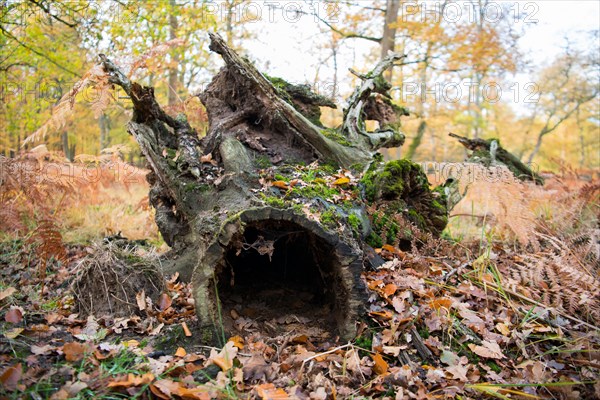 Deadwood structure in Diesfordt forest