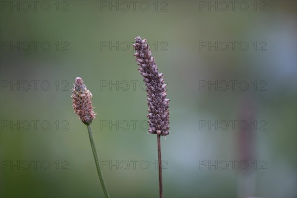 Ribwort plantain