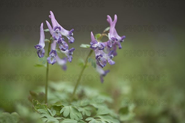 Fingered larkspur