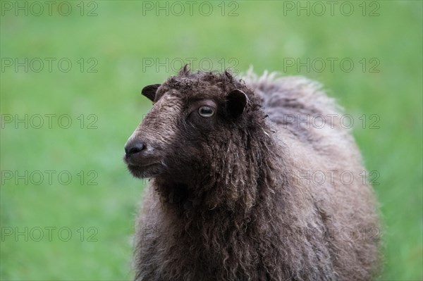 Ouessant sheep also Breton dwarf sheep