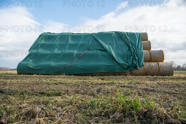 Straw bales stacked at the edge of the field after harvesting and protected from rain with a tarpaulin