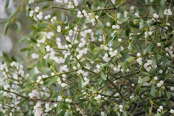 European mistletoe