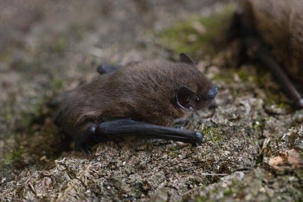 Common pipistrelle