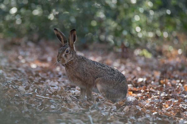 European hare