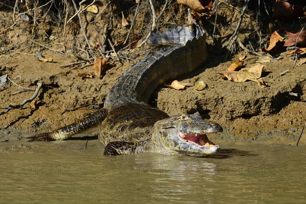 Resting yacare caiman