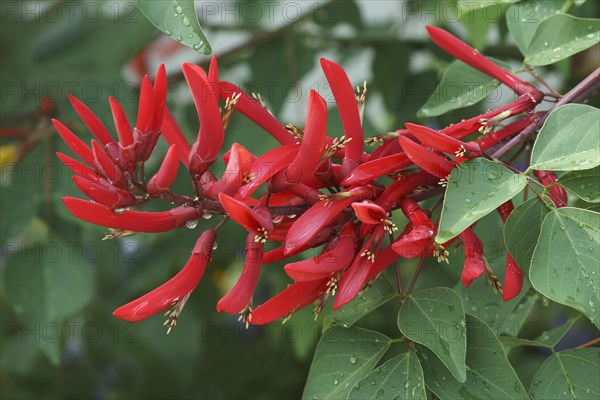 Coral Tree