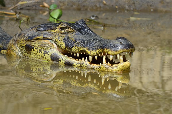 Resting yacare caiman